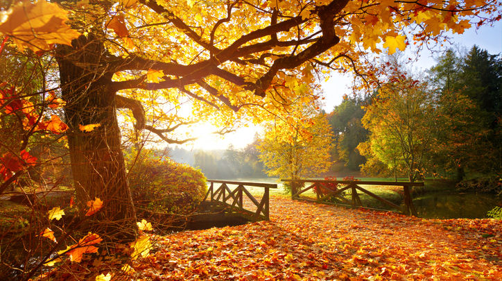 Herbst Aktion
